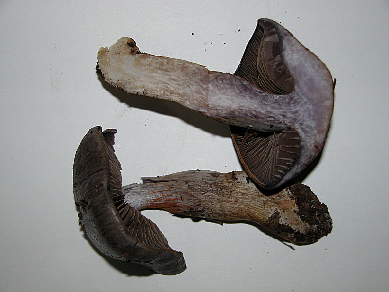 Cortinarius infractus var. obscurocyaneus (Phlegmacium)